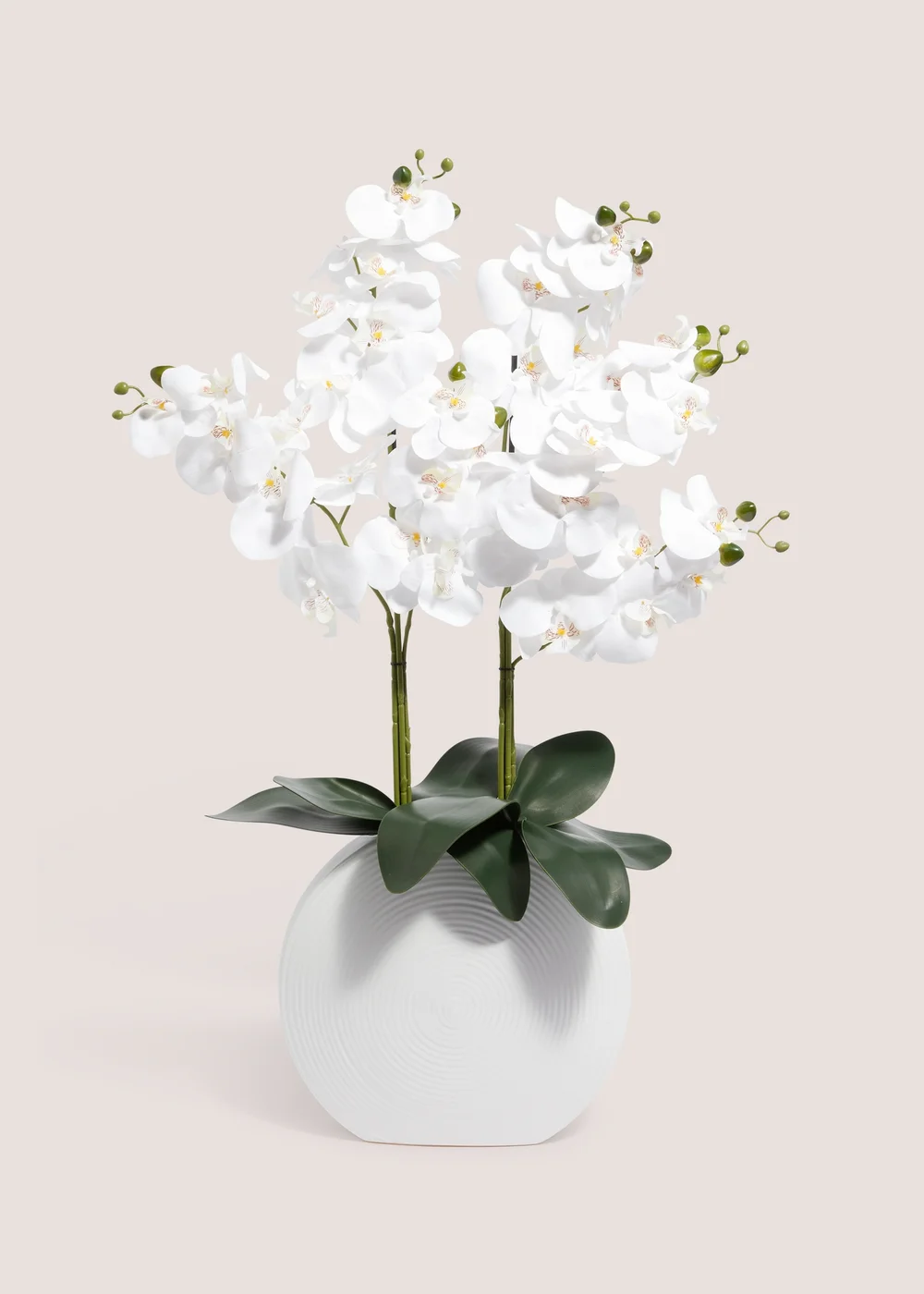 Orchid In White Pot Image 1