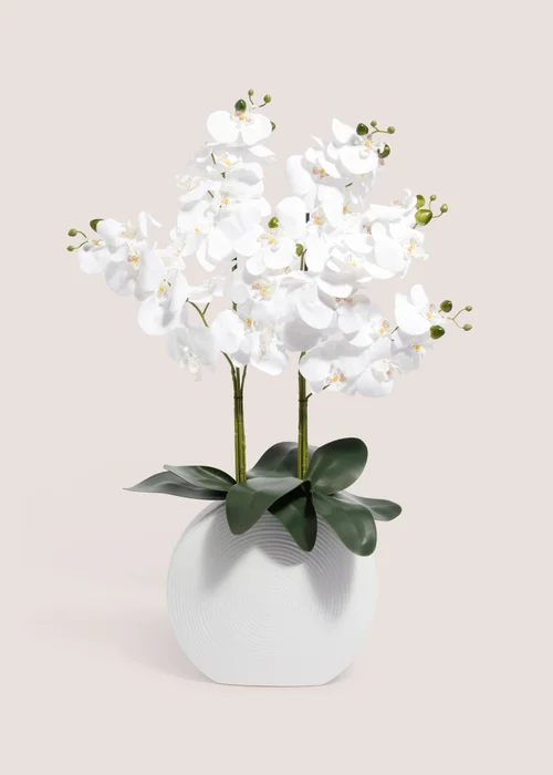 Orchid In White Pot Image 1