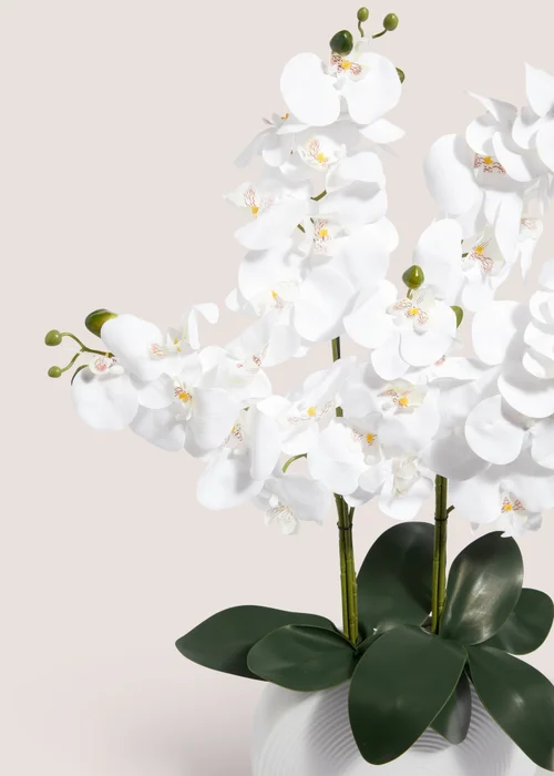 Orchid In White Pot Image 2