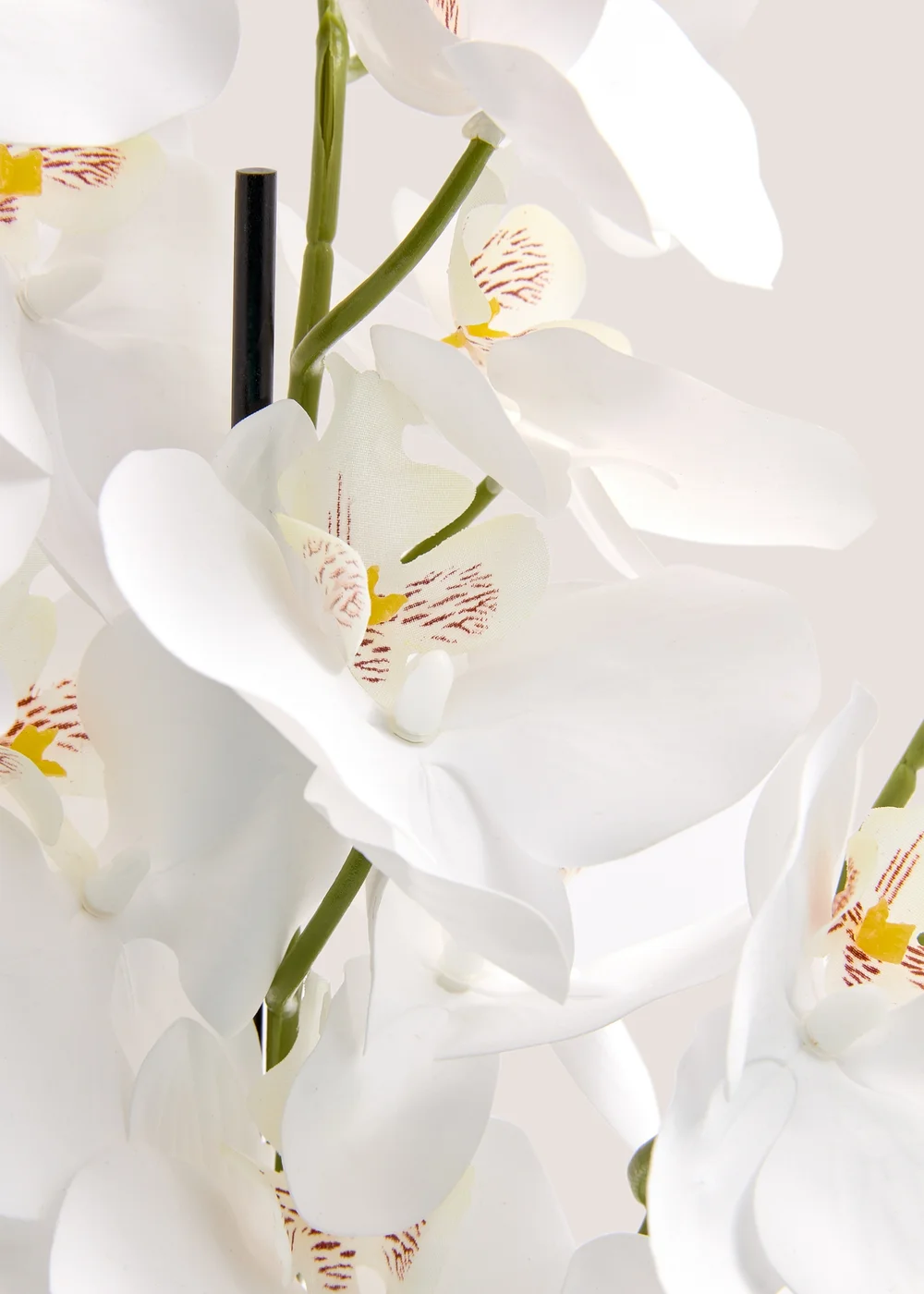 Orchid In Resin Shell Pot (41cm x 31cm x 70cm) Image 2