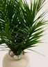 Palm In Dual Tone Urn Pot (16cm x 19cm) Image 2