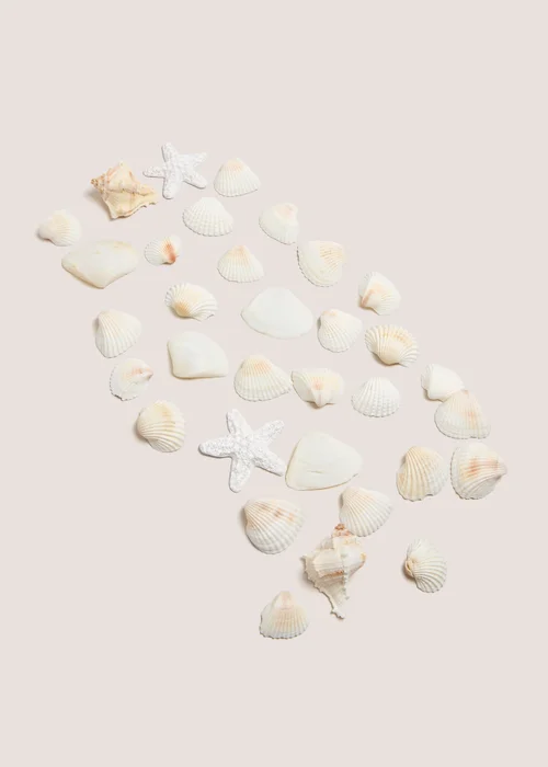 White Shell Bowl Fillers (14cm x 7cm x 7cm) Image 1