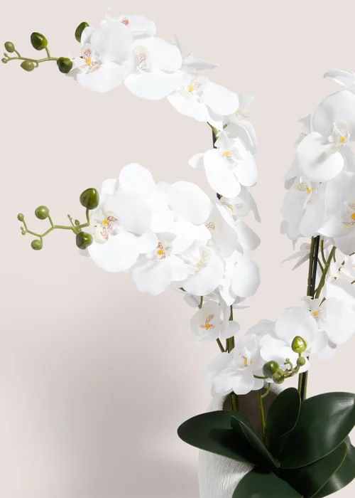 Orchid Shell In White Pot (43cm x 24cm x 90cm) Image 2