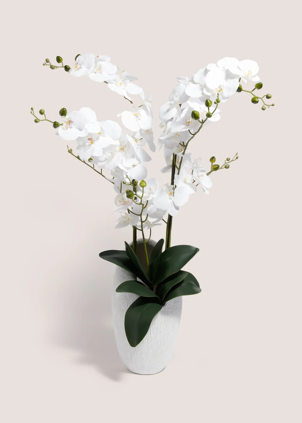 Orchid Shell In White Pot (43cm x 24cm x 90cm) Image 1