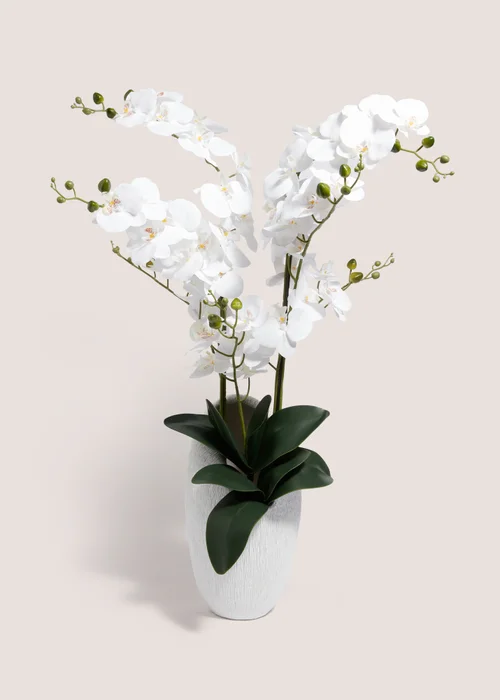Orchid Shell In White Pot (43cm x 24cm x 90cm) Image 1