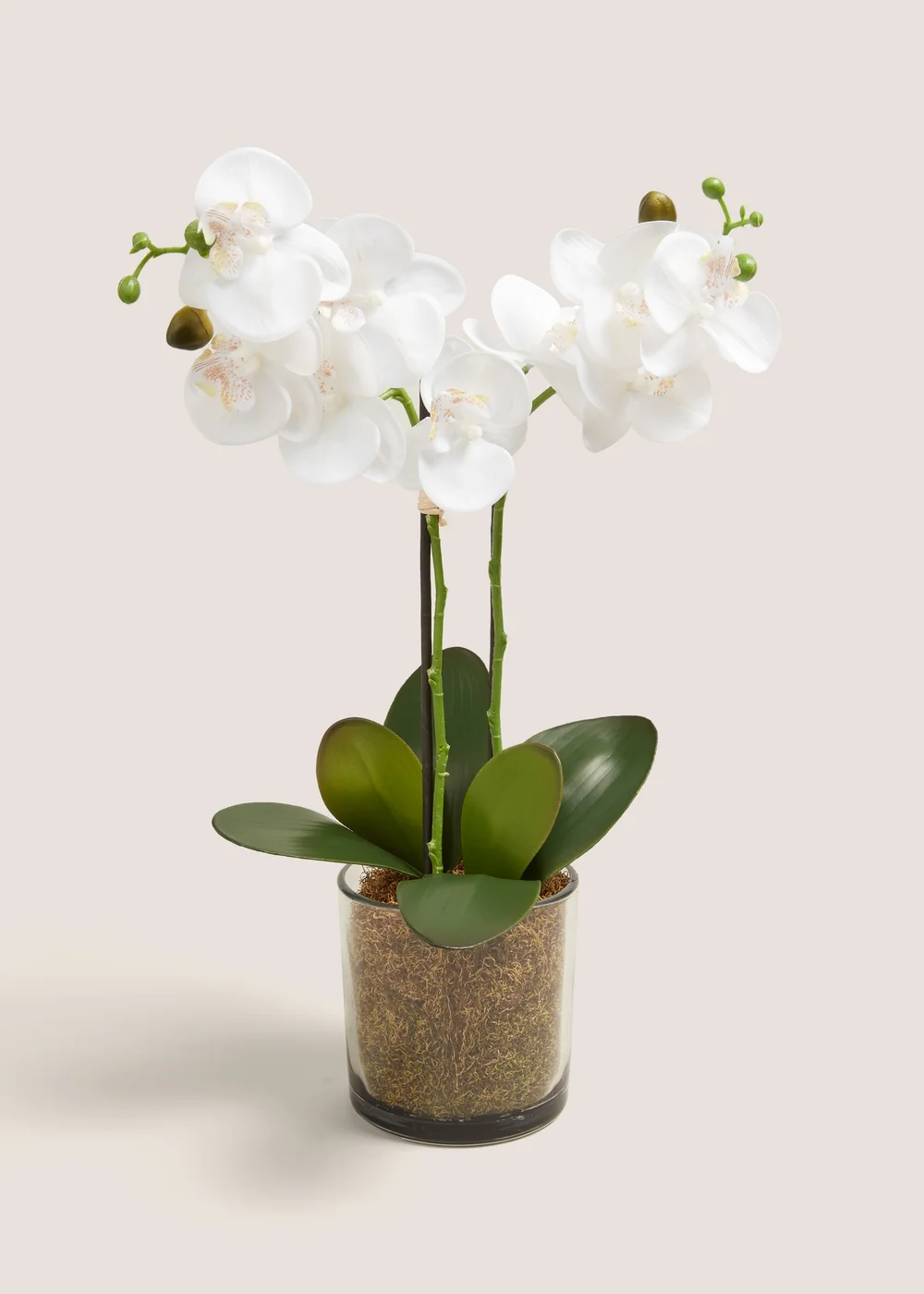White Orchid In Glass Pot (49cm x 34cm x 12cm) Image 1
