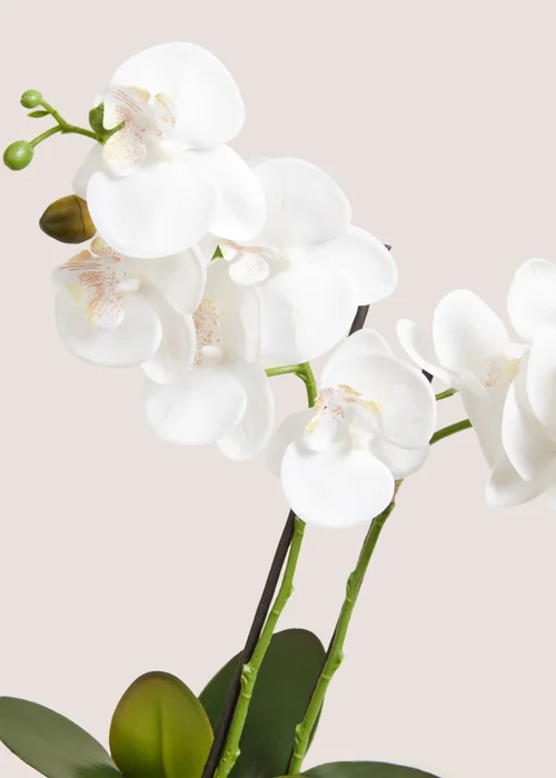 White Orchid In Glass Pot (49cm x 34cm x 12cm) Image 2