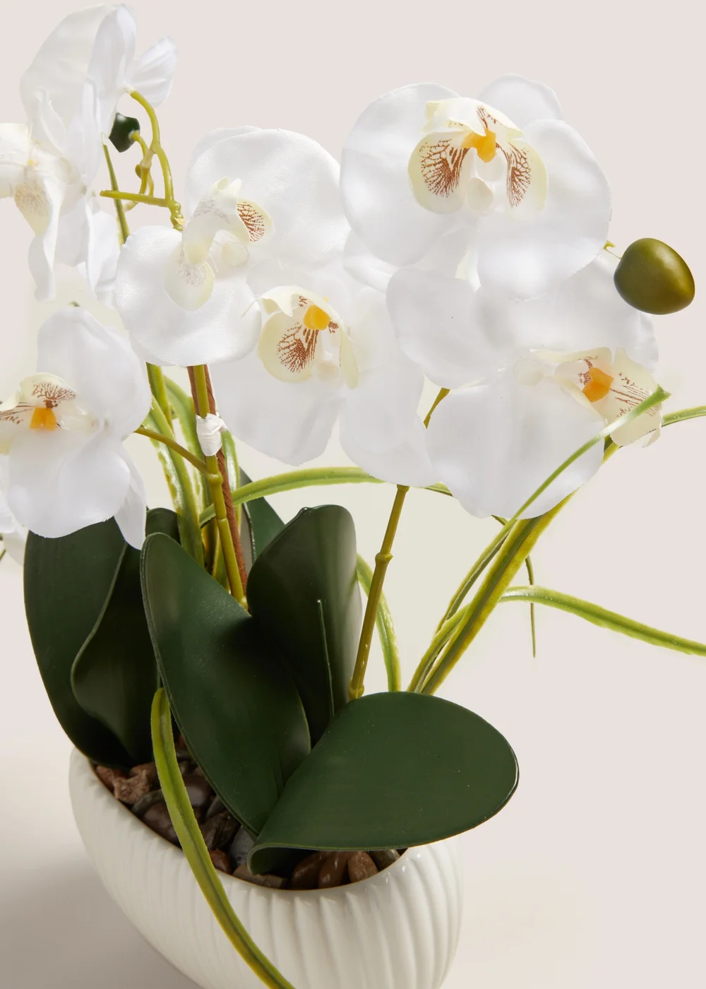 Window Ledge Orchid In Ribbed Pot Image 2