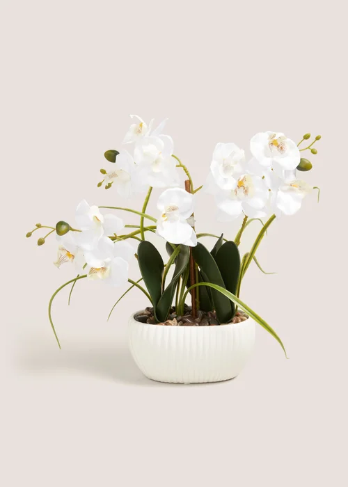 Window Ledge Orchid In Ribbed Pot Image 1