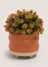 Orange Plant In Pumpkin Embossed Pot Image 1