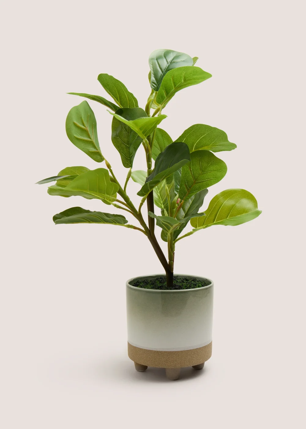 Leafy Plant In Reactive Pot Image 1