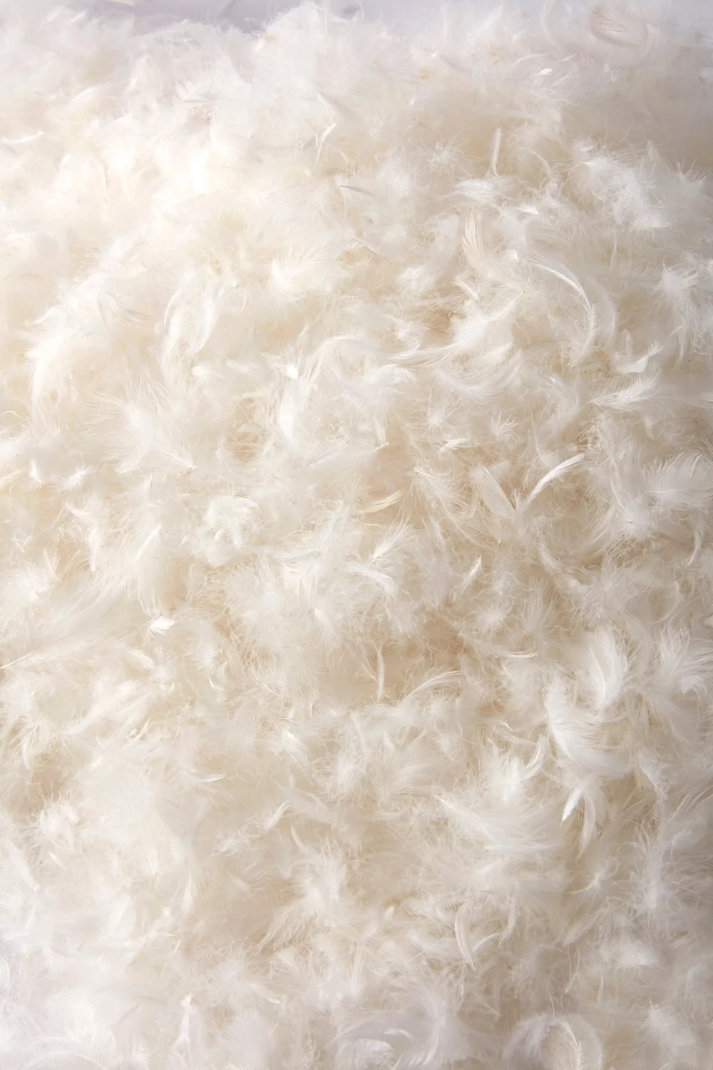 BHS All Natural Pair of Duck Feather Pillows - One Size Image 2