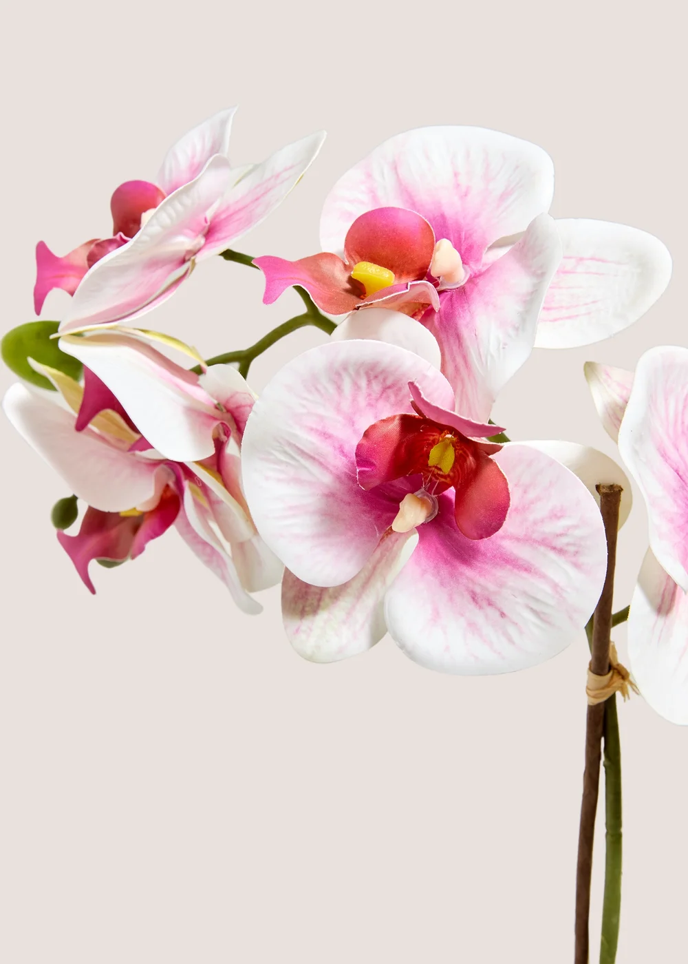 Pink Orchid In Black Pot Image 2