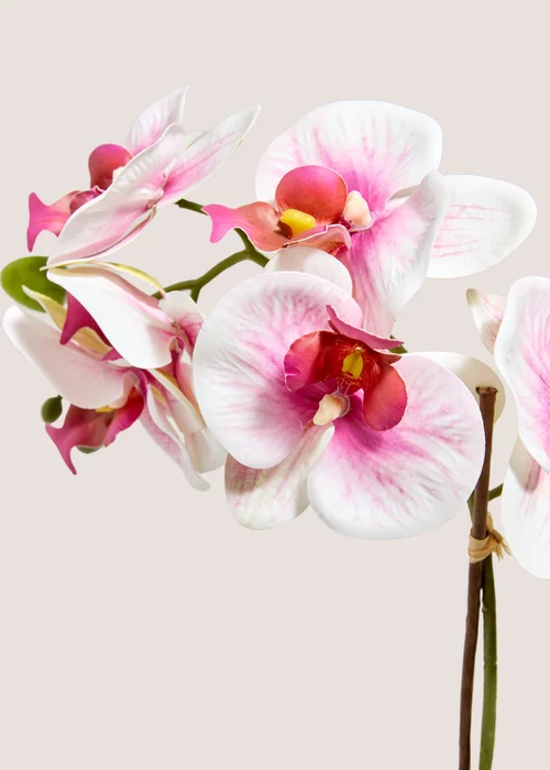 Pink Orchid In Black Pot Image 2