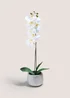 Orchid In Silver Pot Image 1
