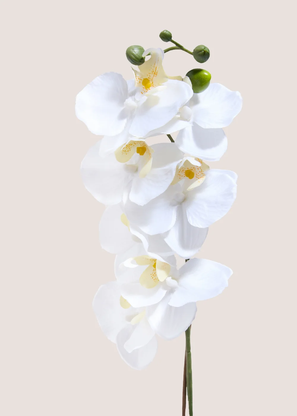 Orchid In Silver Pot Image 2