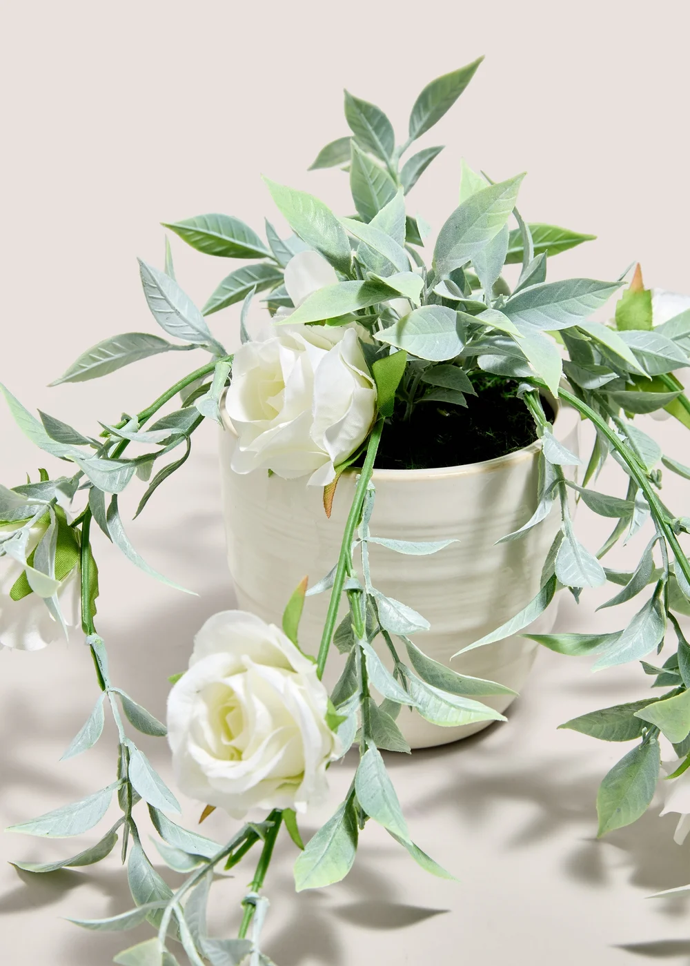 White Trailing Rose Plant Image 2