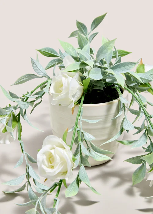 White Trailing Rose Plant Image 2