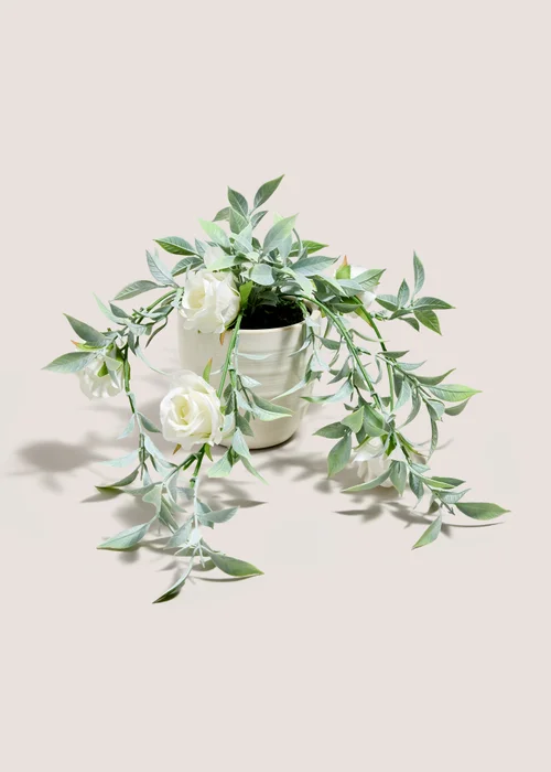 White Trailing Rose Plant Image 1