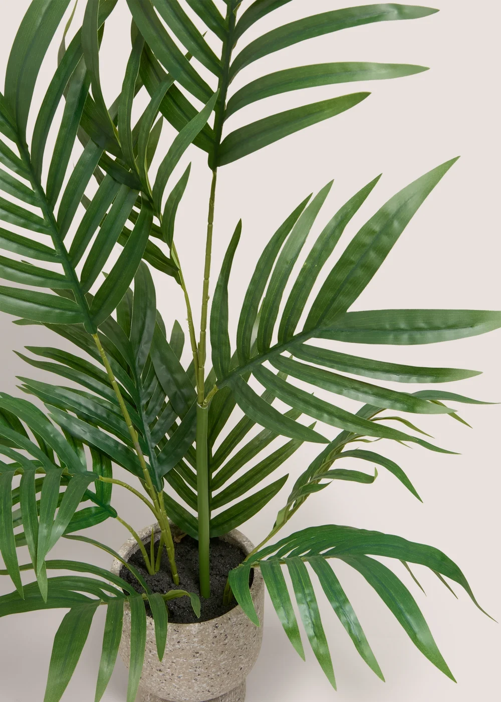 Palm Plant in Stone Pot Image 2
