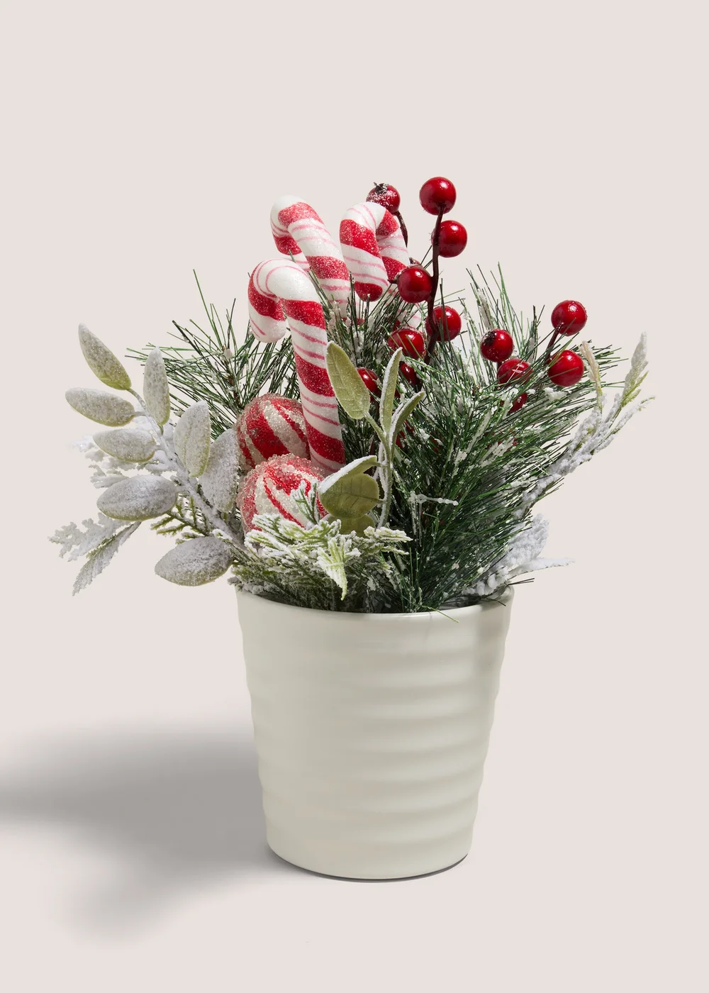 Candy Cane Plant Image 1