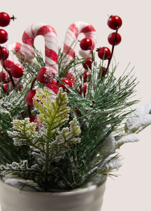 Candy Cane Plant Image 2