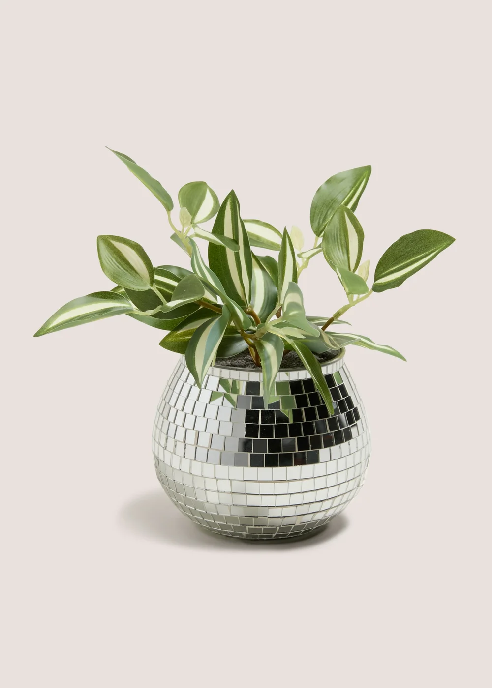 Silver Disco Ball Plant Image 1
