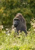 Virgin Experience Days Family Port Lympne Reserve and Truck Safari with Shared Animal Adoption - One Size Image 2