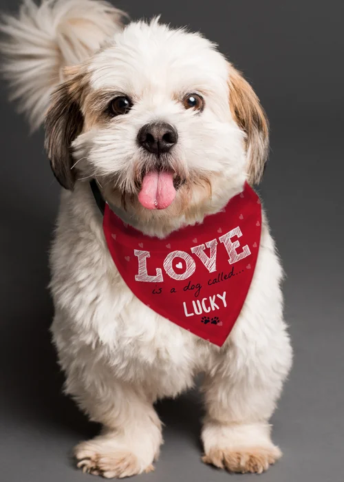 Personalised Memento Company Red Love is... Dog Bandana - One Size Image 3