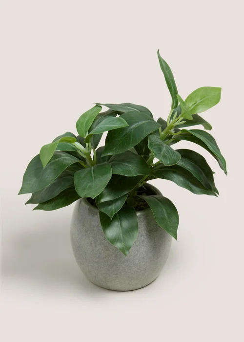 Renew Plant Image 1