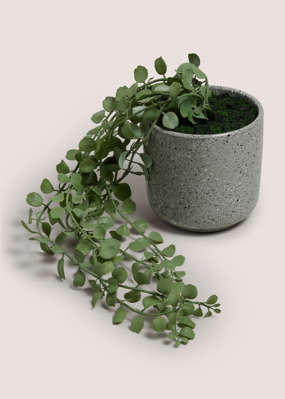 Renew Trailing Plant In A Pot Image 1