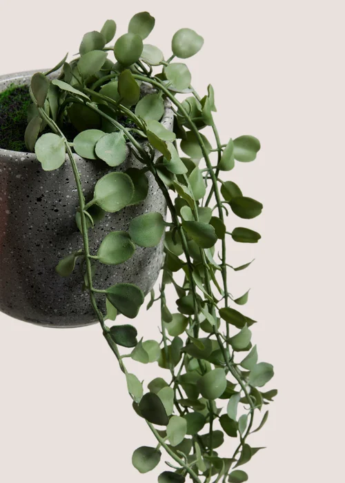 Renew Trailing Plant In A Pot Image 2
