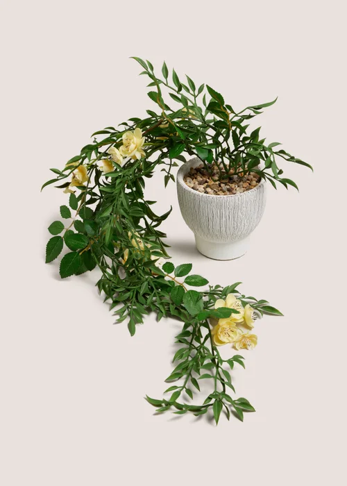 Yellow Floral Trailing Plant In A Pot Image 1