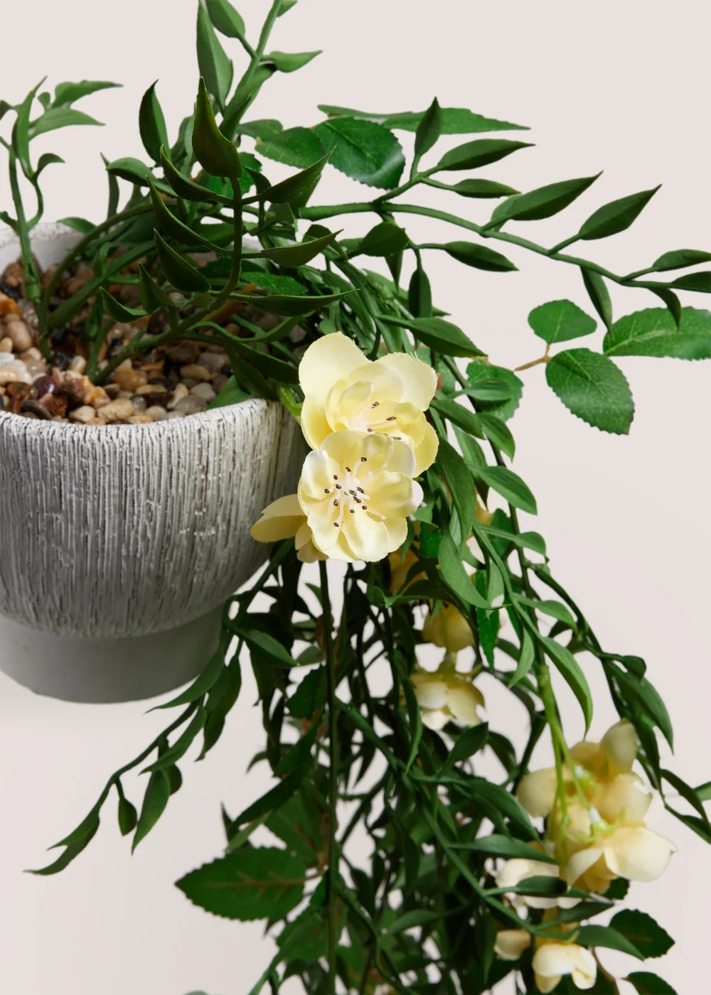 Yellow Floral Trailing Plant In A Pot Image 2