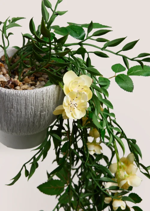 Yellow Floral Trailing Plant In A Pot Image 2