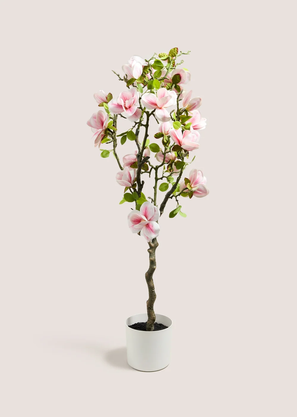 Magnolia Tree Image 1