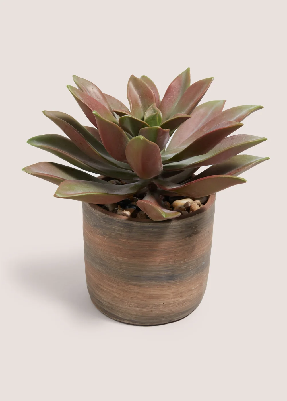 Voyager Succulent Plant Image 1