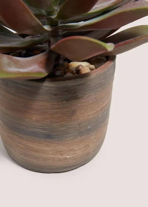 Voyager Succulent Plant Image 2
