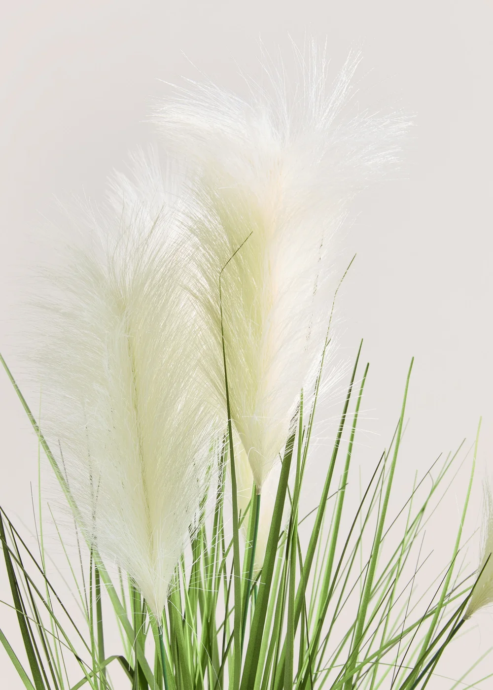Pampas In Ribbed Pot Image 2