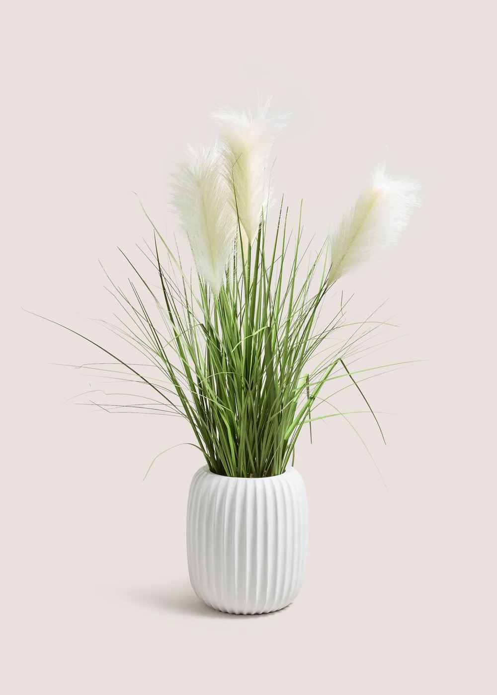 Pampas In Ribbed Pot Image 1