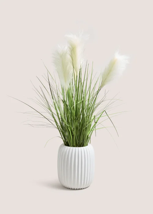 Pampas In Ribbed Pot Image 1