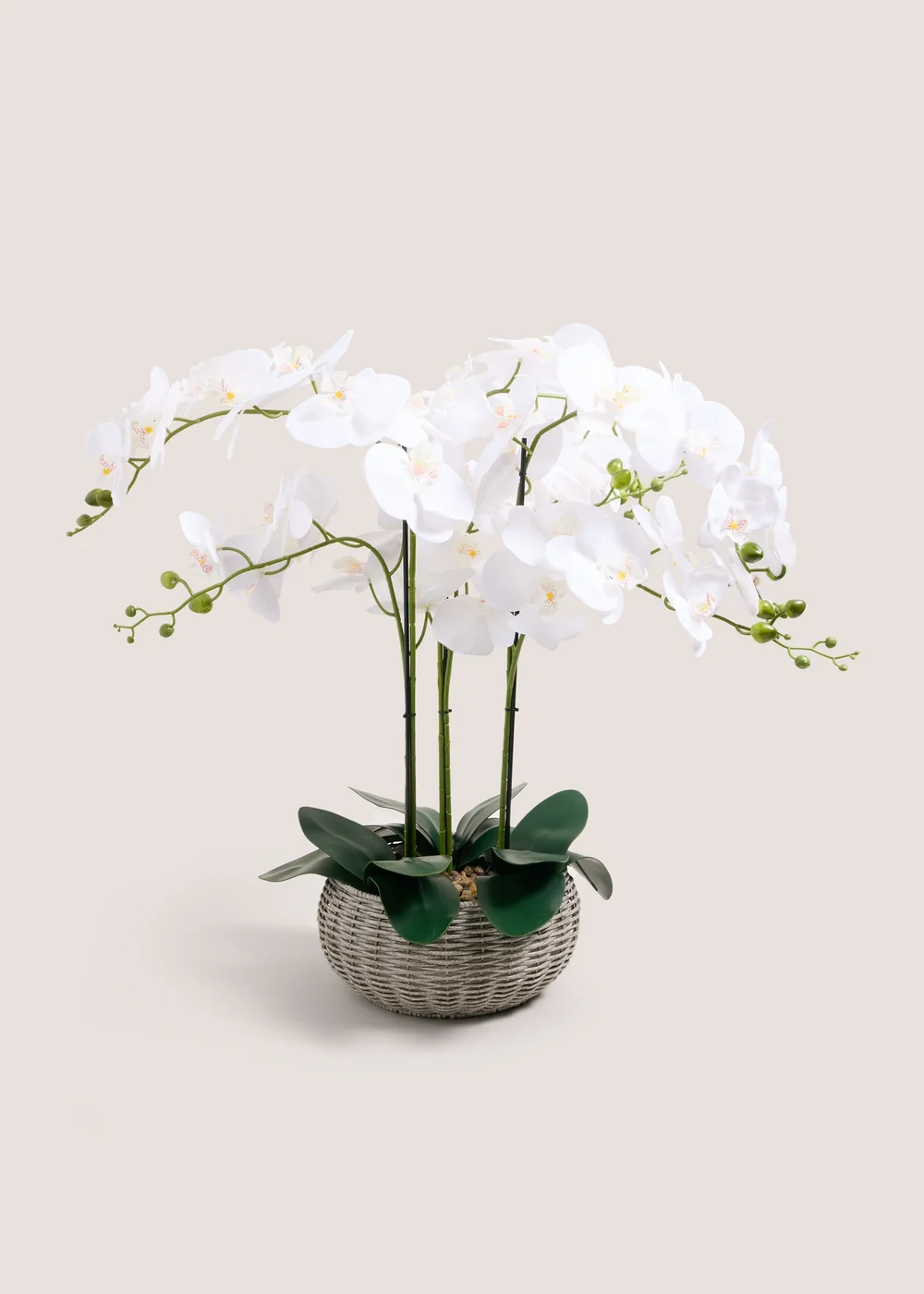 White Orchid In Woven Pot Image 1