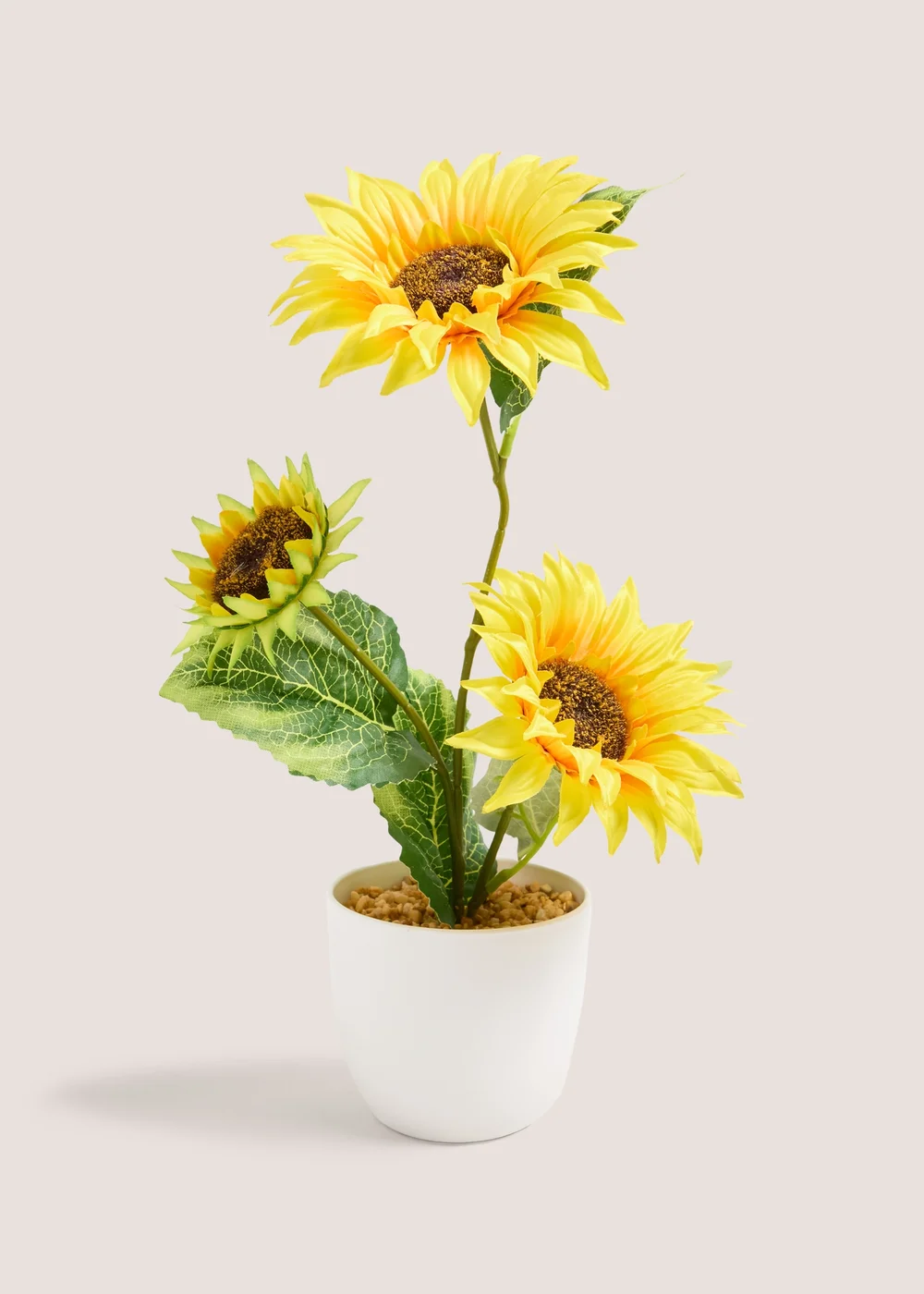 Sunflower In Plastic Pot Image 1