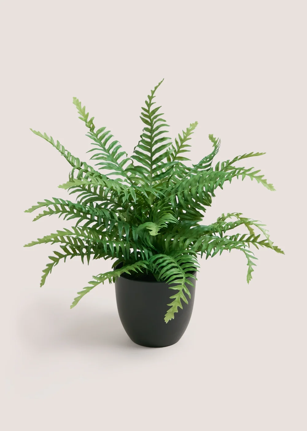 Entry Fern Plastic Pot Image 1