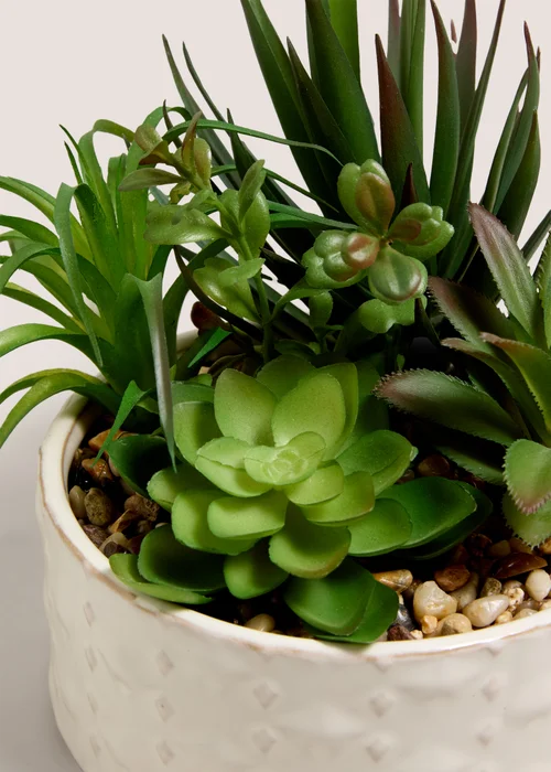 Succulent In Bowl Image 2