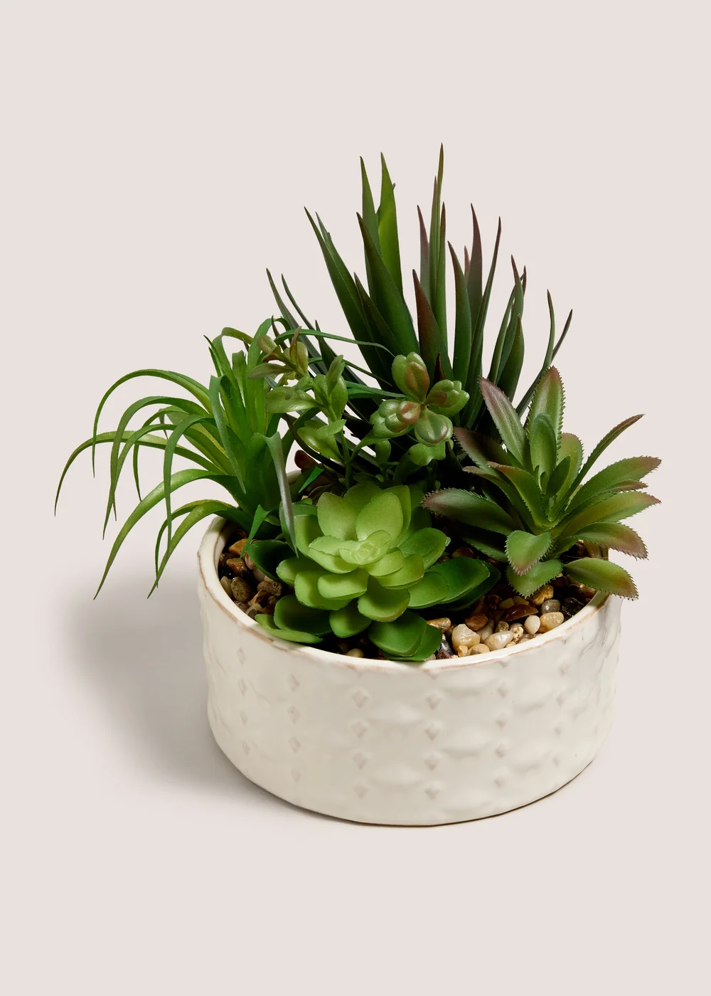 Succulent In Bowl Image 1