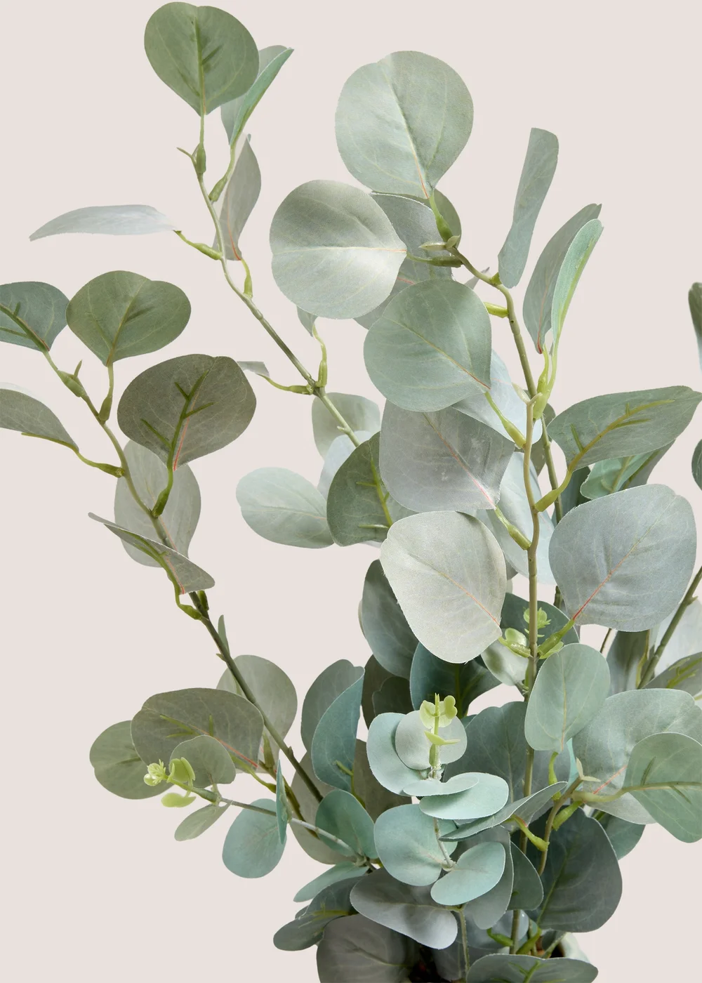 Eucalyptus in Bobble Vase Image 2