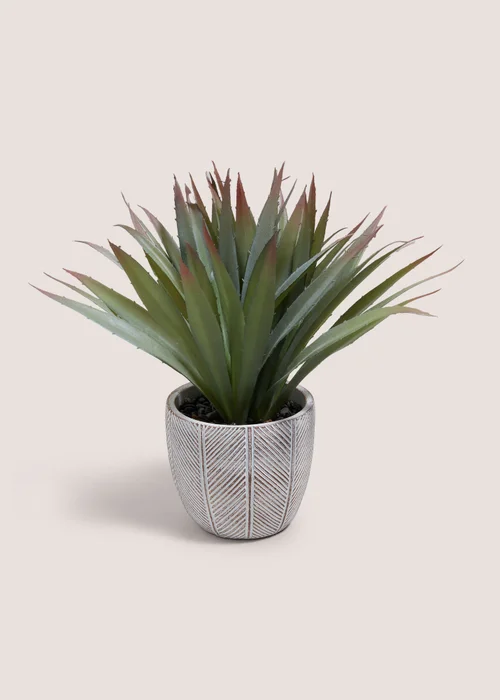 Red Tipped Cabana Plant Image 1