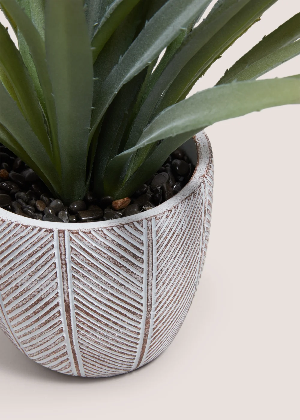 Red Tipped Cabana Plant Image 2