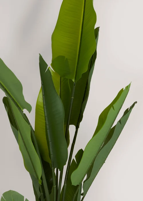 Green Banana Tree Image 2